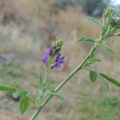 Medicago sativa at Tharwa, ACT - 24 Dec 2015 07:11 PM