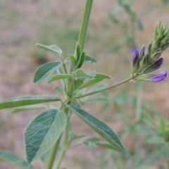 Medicago sativa at Tharwa, ACT - 24 Dec 2015 07:11 PM