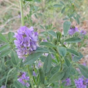 Medicago sativa at Calwell, ACT - 2 Mar 2016 06:54 PM