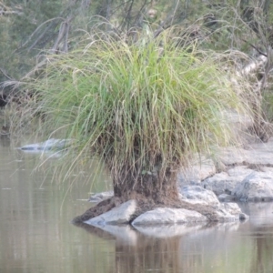 Carex polyantha at Greenway, ACT - 1 Mar 2016 07:40 PM