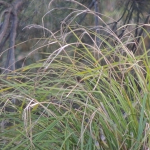 Carex polyantha at Greenway, ACT - 1 Mar 2016 07:40 PM