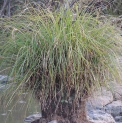 Carex polyantha at Greenway, ACT - 1 Mar 2016 07:40 PM