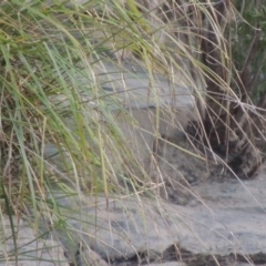 Carex polyantha at Greenway, ACT - 1 Mar 2016 07:40 PM