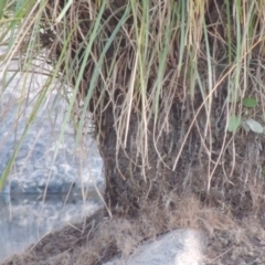 Carex polyantha at Greenway, ACT - 1 Mar 2016 07:40 PM