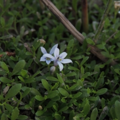 Isotoma fluviatilis subsp. australis (Swamp Isotome) at Greenway, ACT - 1 Mar 2016 by MichaelBedingfield