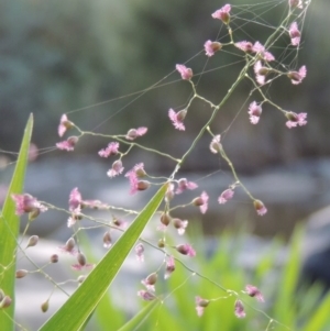 Isachne globosa at Greenway, ACT - 1 Mar 2016