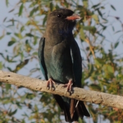 Eurystomus orientalis (Dollarbird) at Paddys River, ACT - 2 Mar 2016 by MichaelBedingfield