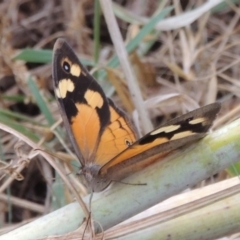 Heteronympha merope (Common Brown Butterfly) at Tharwa, ACT - 21 Dec 2015 by MichaelBedingfield