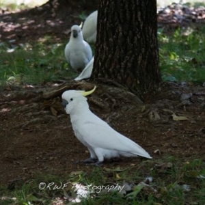 Cacatua galerita at Amaroo, ACT - 3 Mar 2016