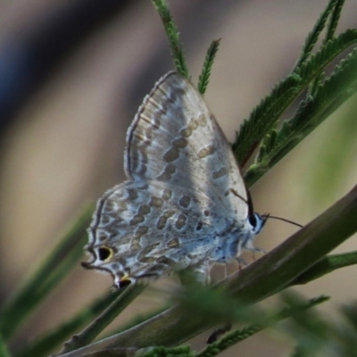 Jalmenus icilius (Amethyst Hairstreak) at Chifley, ACT - 2 Mar 2016 by JohnBundock