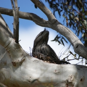 Podargus strigoides at Red Hill, ACT - 13 Oct 2015