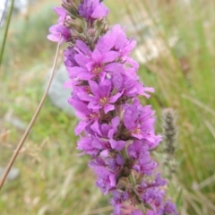 Lythrum salicaria (Purple Loosestrife) at Tharwa, ACT - 21 Dec 2015 by MichaelBedingfield