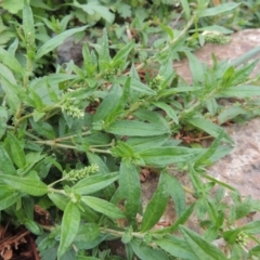 Persicaria prostrata (Creeping Knotweed) at Tharwa, ACT - 21 Dec 2015 by michaelb