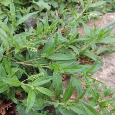 Persicaria prostrata (Creeping Knotweed) at Tharwa, ACT - 21 Dec 2015 by MichaelBedingfield