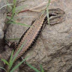 Eulamprus heatwolei (Yellow-bellied Water Skink) at Point Hut to Tharwa - 21 Dec 2015 by MichaelBedingfield