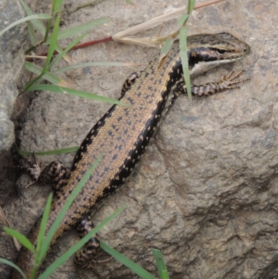 Eulamprus heatwolei (Yellow-bellied Water Skink) at Tharwa, ACT - 21 Dec 2015 by MichaelBedingfield