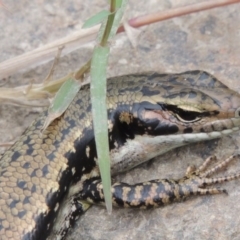 Eulamprus heatwolei at Tharwa, ACT - 21 Dec 2015