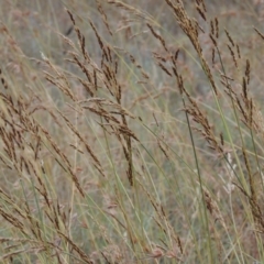 Sorghum leiocladum (Wild Sorghum) at Tharwa, ACT - 21 Dec 2015 by MichaelBedingfield