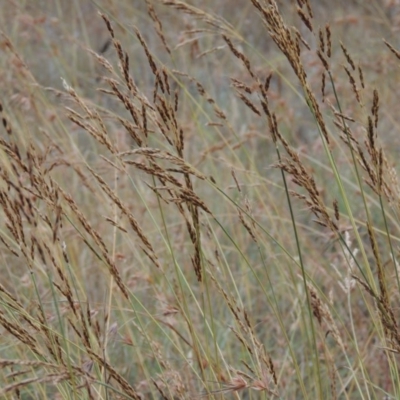 Sorghum leiocladum (Wild Sorghum) at Tharwa, ACT - 21 Dec 2015 by michaelb