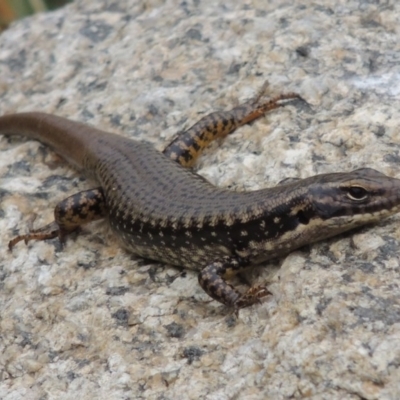 Eulamprus heatwolei (Yellow-bellied Water Skink) at Point Hut to Tharwa - 21 Dec 2015 by MichaelBedingfield