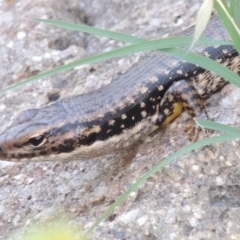 Eulamprus heatwolei at Paddys River, ACT - 21 Dec 2015