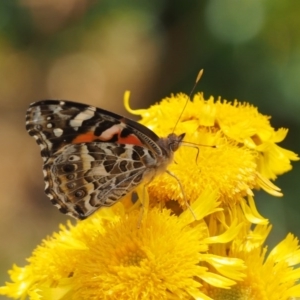 Vanessa kershawi at Cotter River, ACT - 29 Feb 2016 12:28 PM