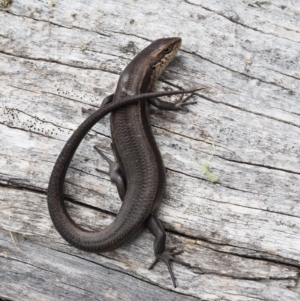 Pseudemoia entrecasteauxii at Cotter River, ACT - 29 Feb 2016 12:19 PM