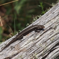 Pseudemoia entrecasteauxii at Cotter River, ACT - 29 Feb 2016 12:19 PM