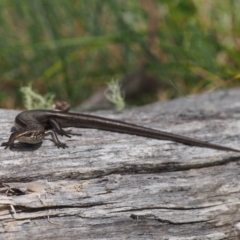 Pseudemoia entrecasteauxii at Cotter River, ACT - 29 Feb 2016 12:19 PM