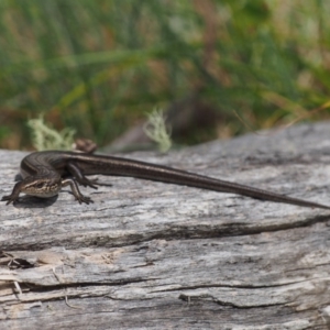 Pseudemoia entrecasteauxii at Cotter River, ACT - 29 Feb 2016 12:19 PM