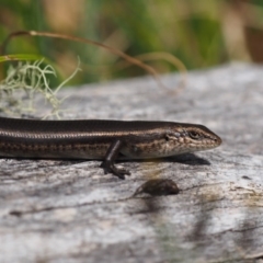 Pseudemoia entrecasteauxii at Cotter River, ACT - 29 Feb 2016 12:19 PM