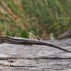 Pseudemoia entrecasteauxii at Cotter River, ACT - 29 Feb 2016 12:19 PM