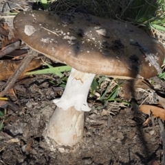 Amanita sp. at Tennent, ACT - 18 Feb 2016