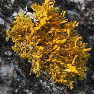 Teloschistes sp. (genus) (A lichen) at Tennent, ACT - 17 Feb 2016 by KenT