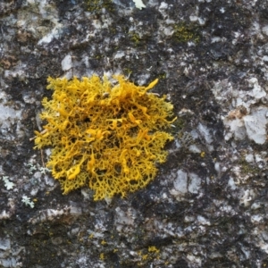 Teloschistes sp. (genus) at Tennent, ACT - 18 Feb 2016 08:59 AM