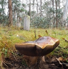 Phlebopus marginatus (Giant Bolete) at Cotter River, ACT - 28 Feb 2016 by KenT