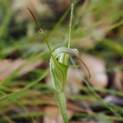 Diplodium decurvum (Summer greenhood) at Cotter River, ACT - 29 Feb 2016 by KenT