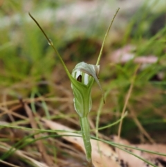 Diplodium decurvum at Cotter River, ACT - 29 Feb 2016