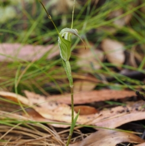 Diplodium decurvum at Cotter River, ACT - 29 Feb 2016