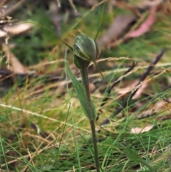 Diplodium decurvum at Cotter River, ACT - 29 Feb 2016