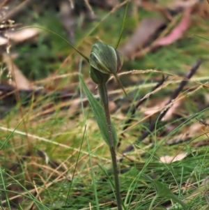 Diplodium decurvum at Cotter River, ACT - 29 Feb 2016