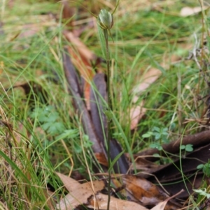 Diplodium decurvum at Cotter River, ACT - 29 Feb 2016