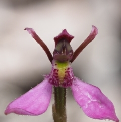 Eriochilus magenteus at Tennent, ACT - 18 Feb 2016