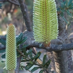 Banksia marginata (Silver Banksia) at Tennent, ACT - 17 Feb 2016 by KenT