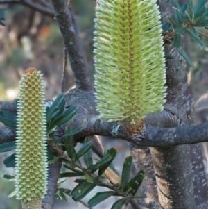 Banksia marginata at Tennent, ACT - 18 Feb 2016