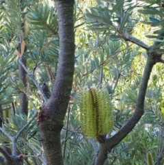 Banksia marginata at Tennent, ACT - 18 Feb 2016