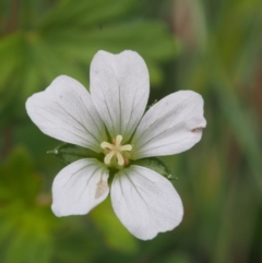 Geranium potentilloides var. abditum at Namadgi National Park - 18 Jan 2016 by KenT