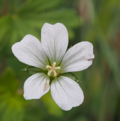 Geranium potentilloides var. abditum at Cotter River, ACT - 18 Jan 2016 by KenT