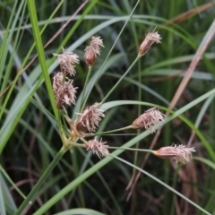 Bolboschoenus medianus (A Sedge) at Paddys River, ACT - 21 Dec 2015 by michaelb