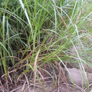 Bolboschoenus medianus at Paddys River, ACT - 21 Dec 2015